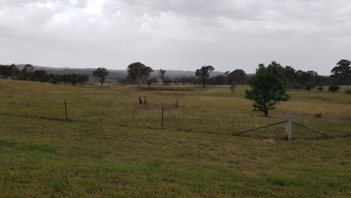 Kangaroos