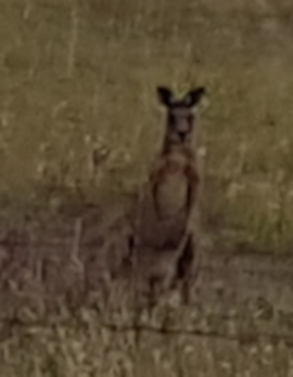 Low Resolution Kangaroo