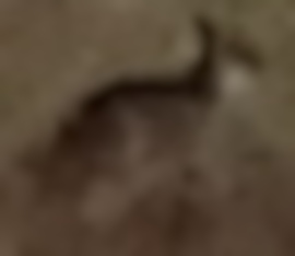 Very Low Resolution Kangaroo